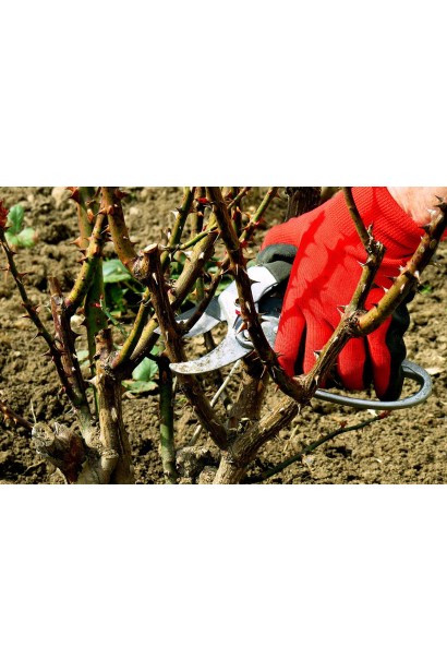 Обрізка куща троянди Блю Мун